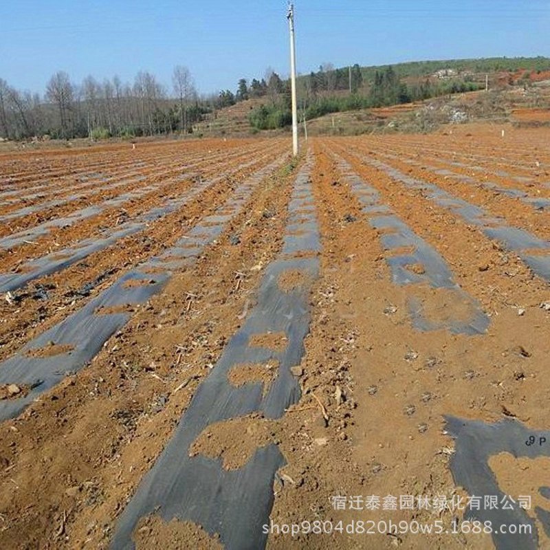 关注农业绿色革命——农用薄膜的应用与发展