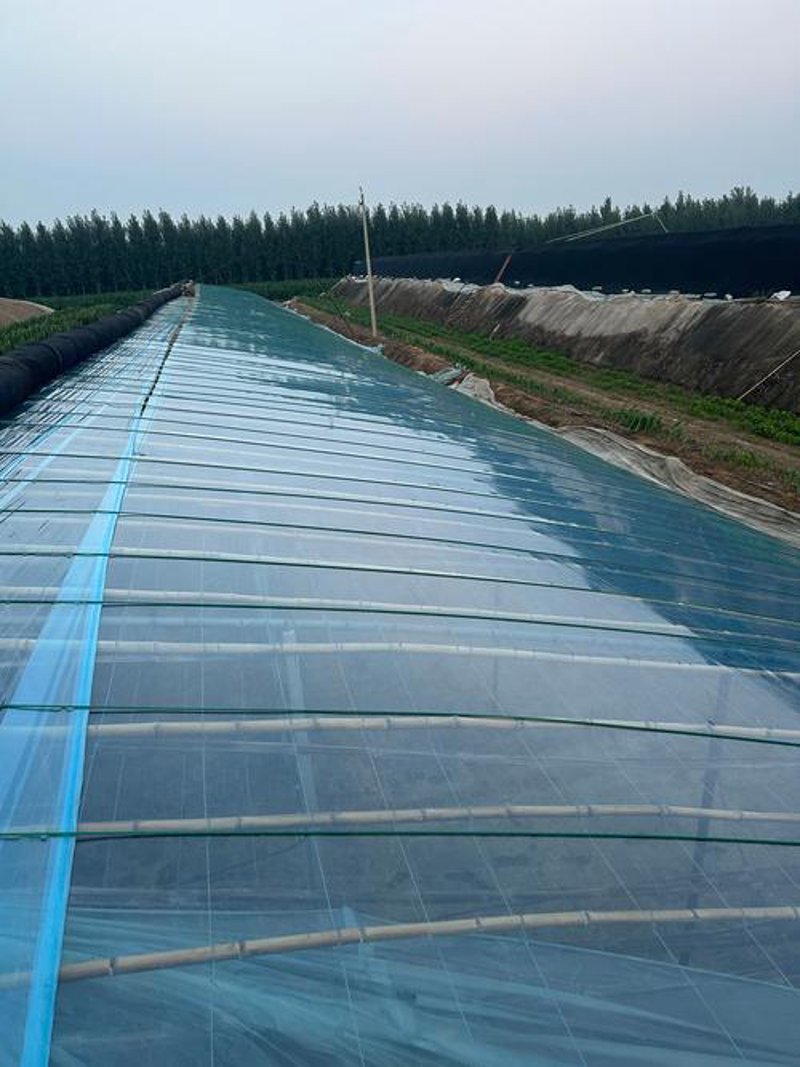 农用薄膜新技术引领农业绿色变革
