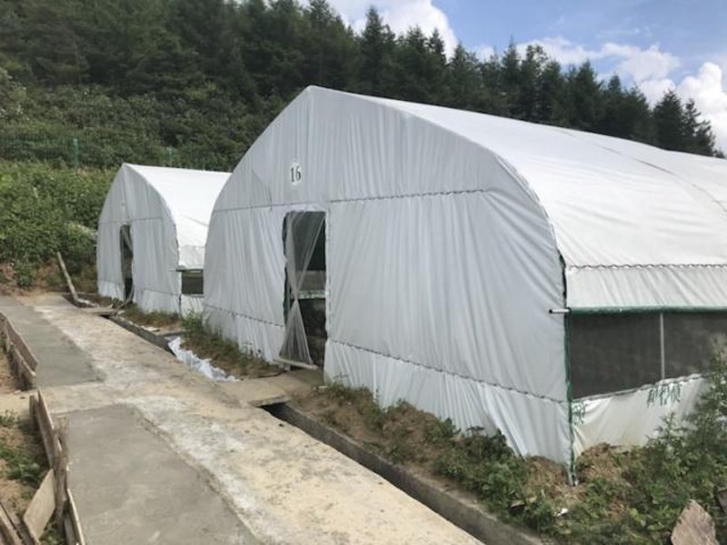 现代农业绿色革命——地膜的作用与创新